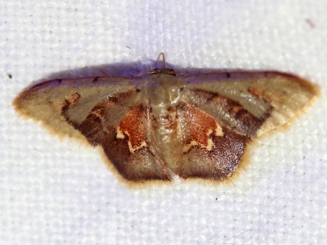 Idaea purpurescens